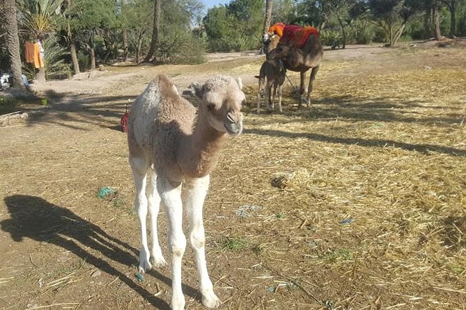 Marrakech Camel Safari at Agafay Desert - Getting from Marrakech to the Palmeraie takes less time than you think