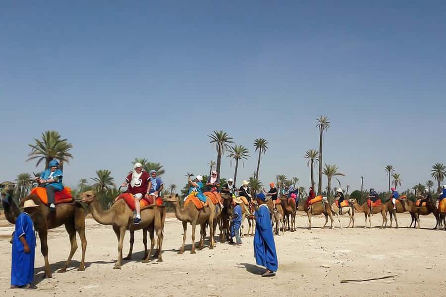 Marrakech: Camel Trek - Key Highlights Worth Your Time