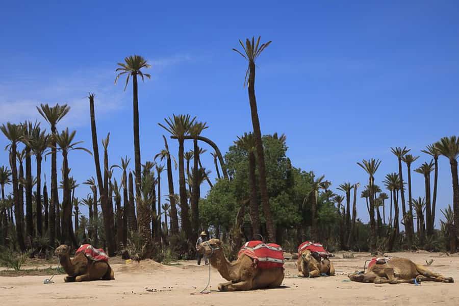 Marrakech: Camel Trek - Camel Treks in the Palmeraie: How This One Feels