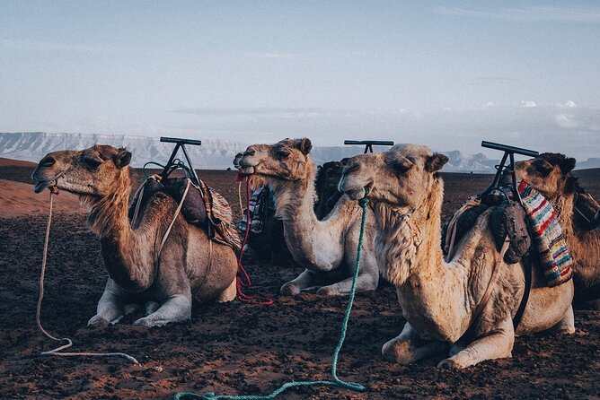 Marrakech Day Tour to the Atlas Mountains & Camel Ride Three Valleys, Waterfalls - Key highlights you can plan around
