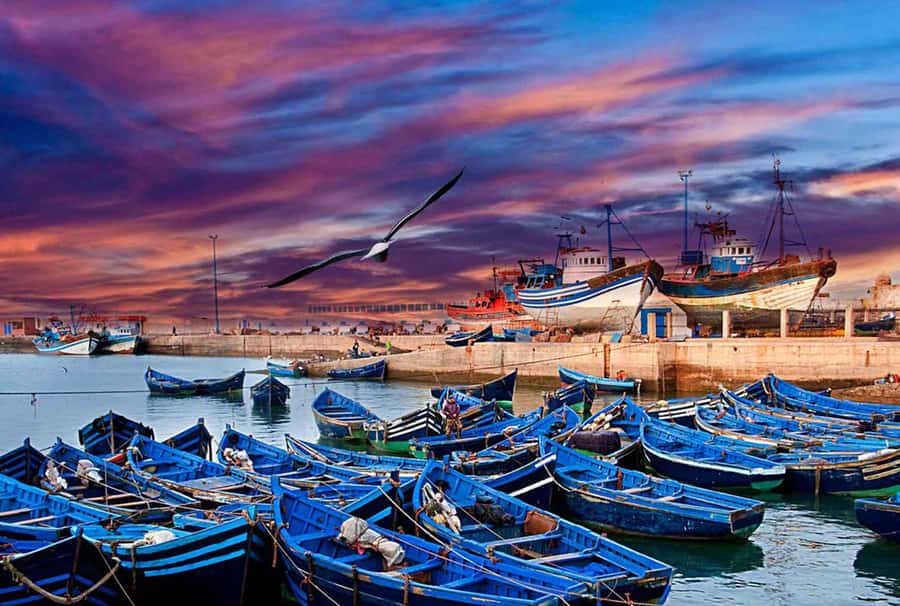 Marrakech: Day Trip to Essaouira - Argan oil cooperative stop: why it’s more than a sales pitch