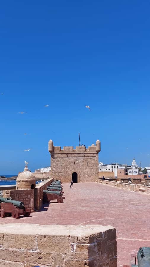 Marrakech: Day Trip to the Beautiful and Historic Essaouira - Fishing Port to Beach Walk: Blue Boats, Wind in Your Hair, and Options