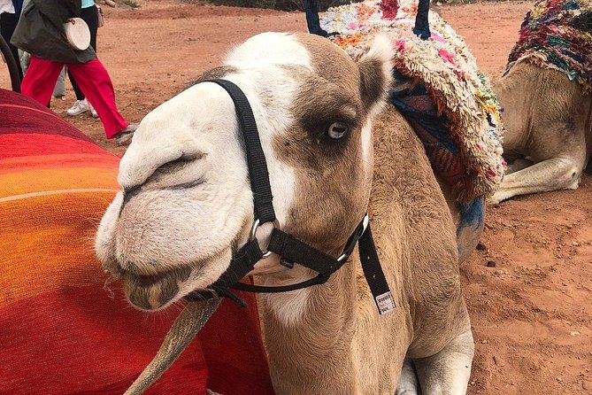 Marrakech: Desert Agafay & Atlas Mountains Day Trip & Camel Ride - Comfort, Pace, and Group Size: Small Group for Real Attention