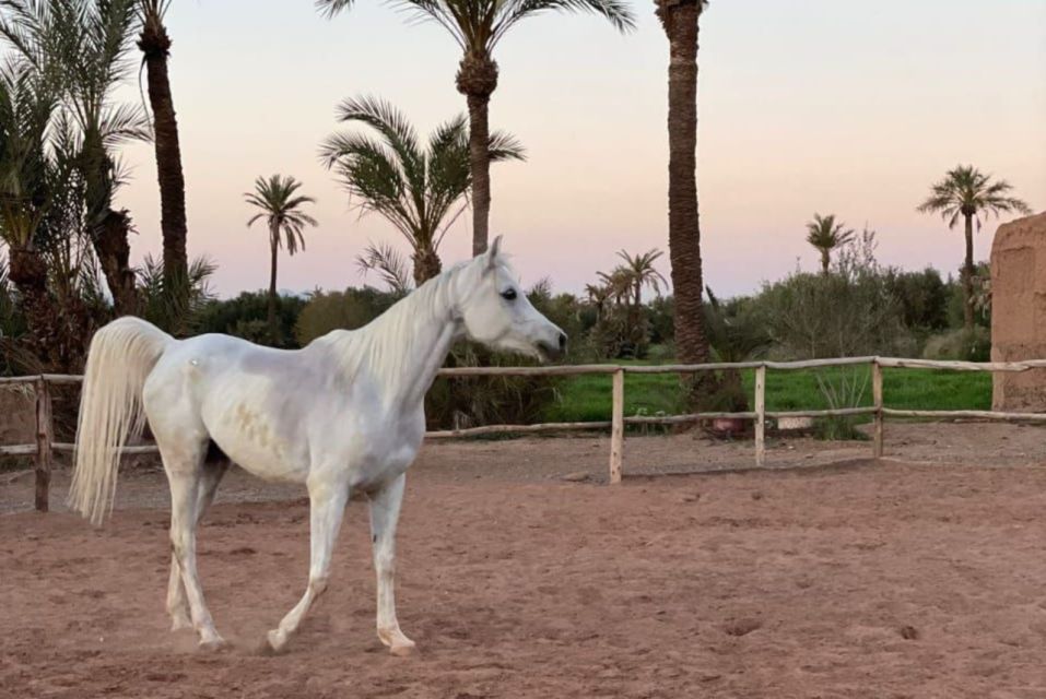 Marrakech: Desert and Palmeraie Horse Riding Tour & Transfer - Riding Options for Beginners and Confident Riders