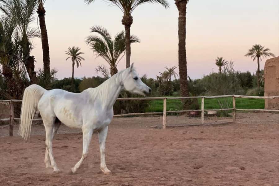 Marrakech: Desert and Palmeraie Horse Riding Tour & Transfer - Mint Tea by the Pool: The Morocco Welcome You’ll Actually Remember
