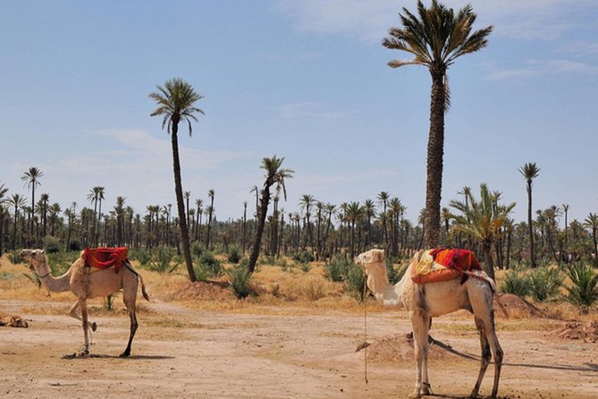 Marrakech Desert Camel Ride - What to Bring for a More Comfortable Ride