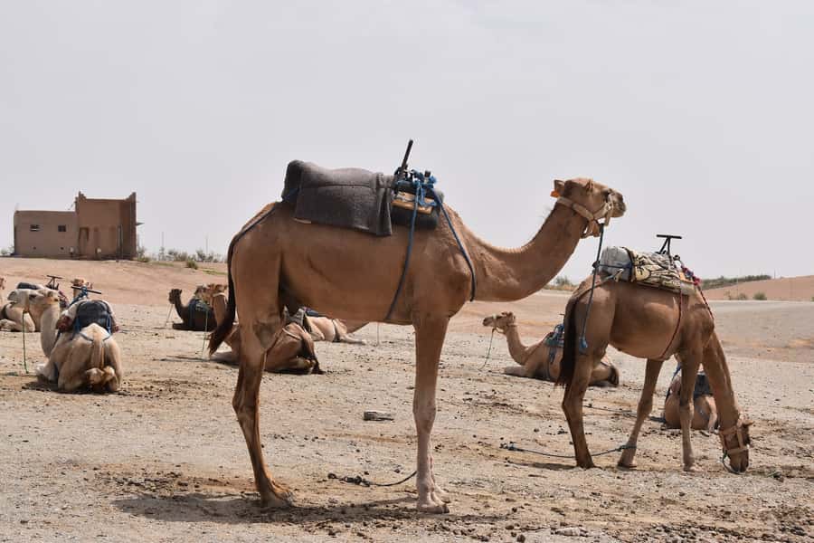 Marrakech: Dinenr In Agafay, Sunset Camel Ride & Fire show - The one-hour camel trek through rocky Agafay hills