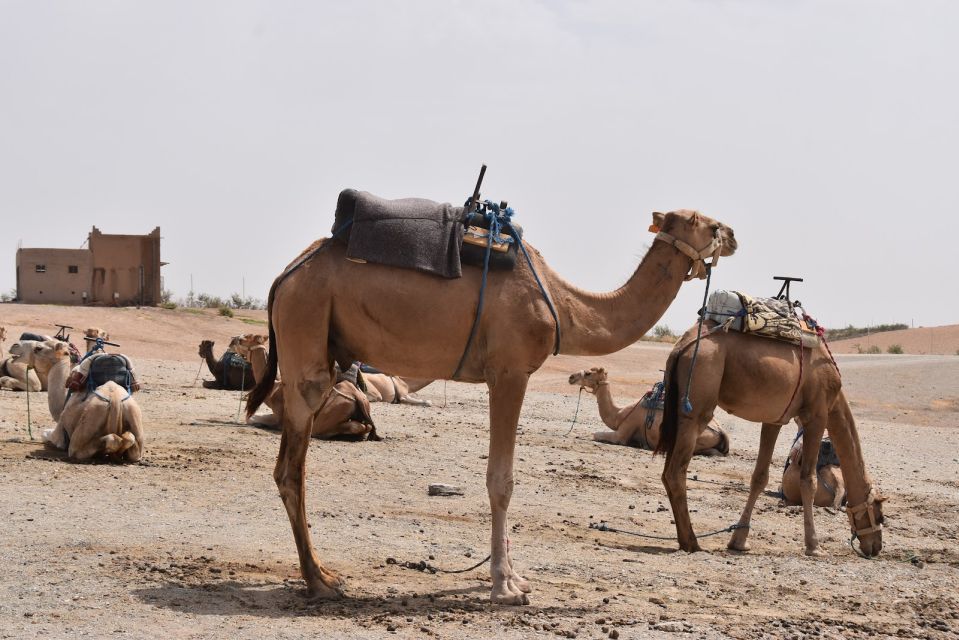 Marrakech: Dinenr In Agafay, Sunset Camel Ride & Fire show - Drums and fire show: where the night really clicks