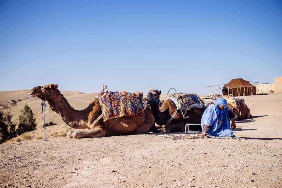 Marrakech: Dinenr In Agafay, Sunset Camel Ride & Fire show - Berber cooperative tea stop: quick, practical, and surprisingly meaningful