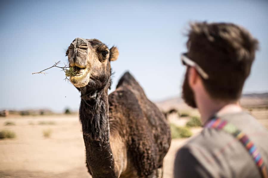 Marrakech: Dinner in Agafay Desert, Fire show & Camel Ride - Key Highlights You’ll Feel From the Start
