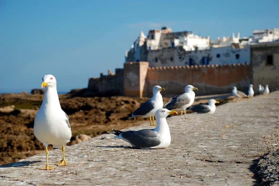 Marrakech: Essaouira Day Trip UNESCO Medina & Skala Fortress - Hotel pickup, shared van, and timing you can plan around