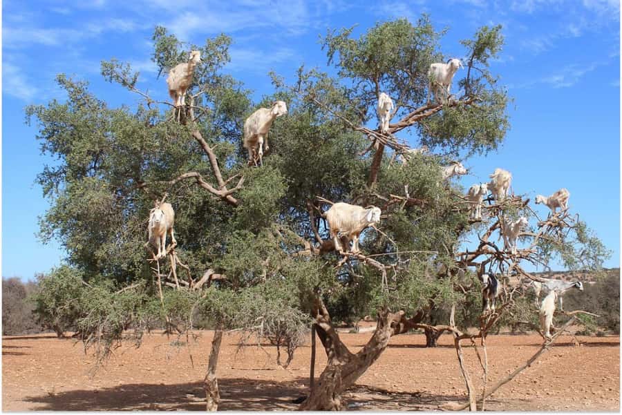 Marrakech: Essaouira Day Trip with Guided Tour - Argan oil cooperative: what you learn (and what you may want to ask)