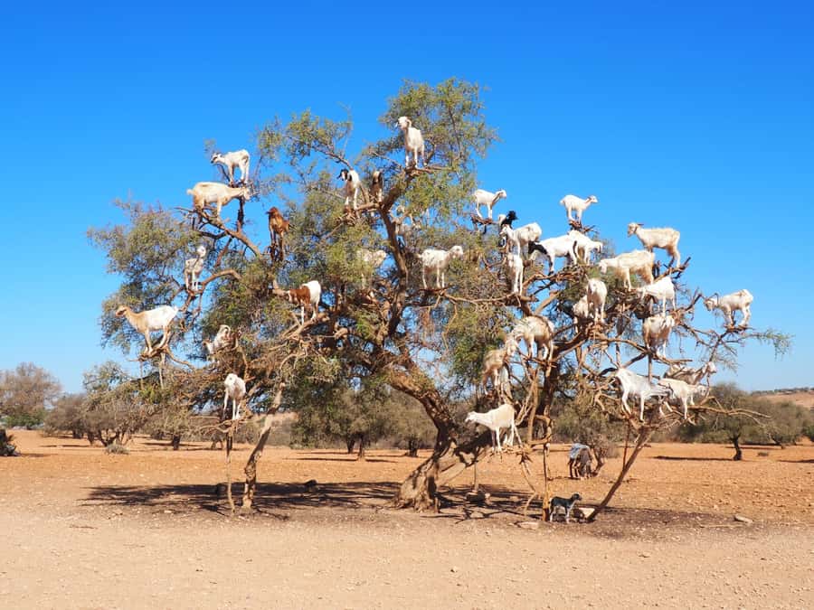 Marrakech: Essaouira Day Trip with Transfers and Co-op Visit - Women’s argan cooperative: what you learn and why it matters