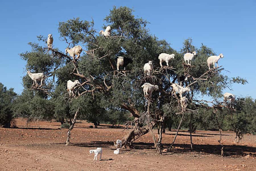 Marrakech: Essaouira Full-Day Trip - Argan Oil with Berber Women: The Best Reason to Stop
