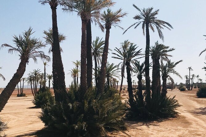 Marrakech Grove Palm Buggy Tour - Marrakech pickup, air-conditioned comfort, and a ride that starts easy