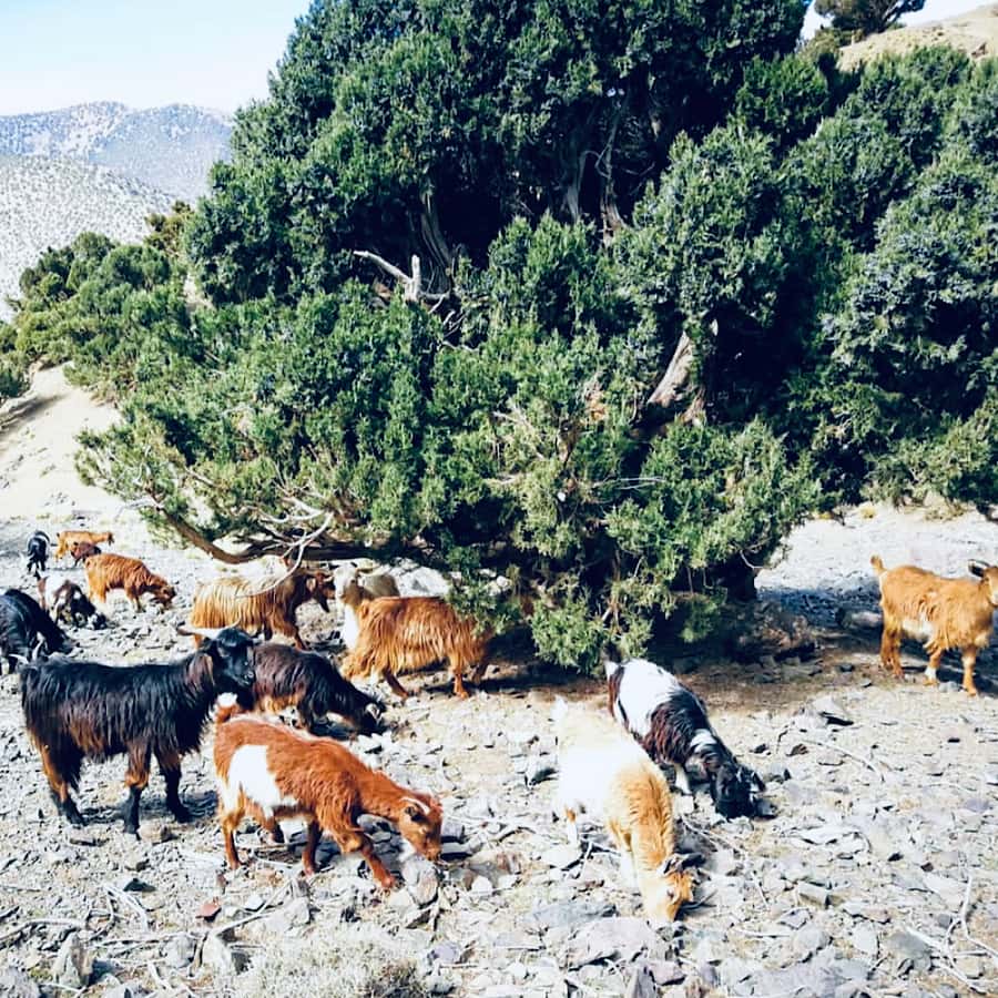 Marrakech: Guided 2-Day Trek to Imlil and Imnan Valleys - Day 2 Itinerary: Imnane Valley Life to Tizi n’Aguersioual and Aguersioual