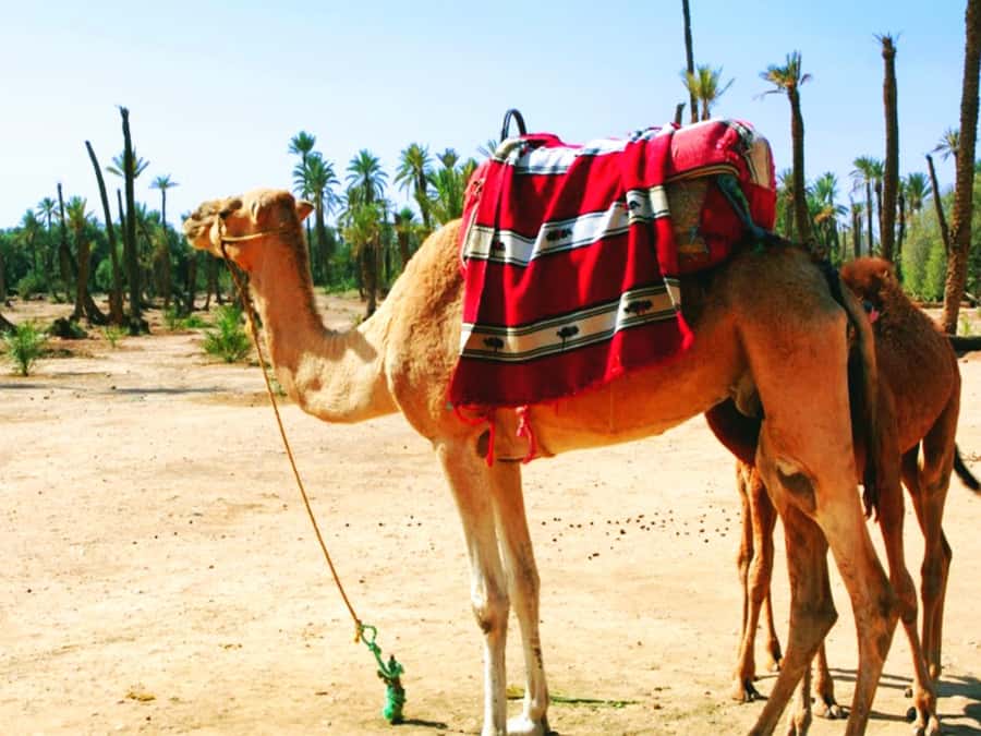 Marrakech: Half-day Dunes Trip With Buggy and Camel Ride - Camel ride in traditional Saharan attire (1 hour)