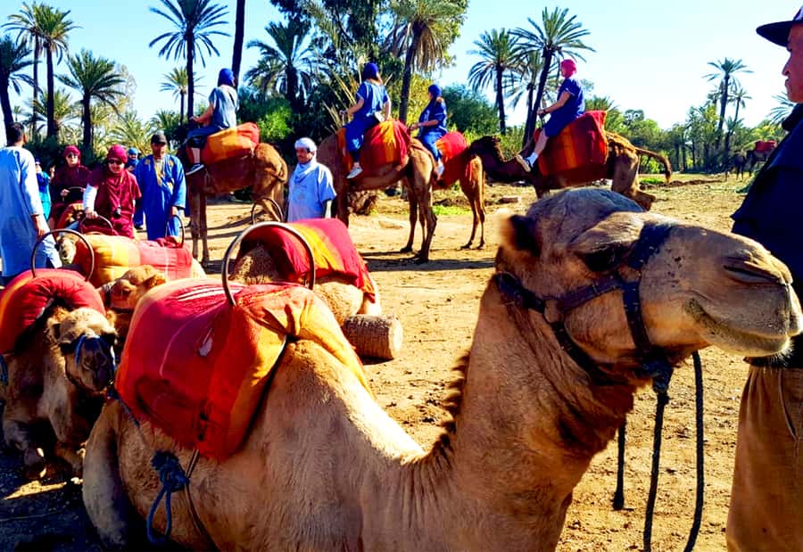 Marrakech: Half-Day Tour with Buggy Ride, Camel Ride and Spa - Spa in the Medina: Steam Room, Black Soap, and Massage