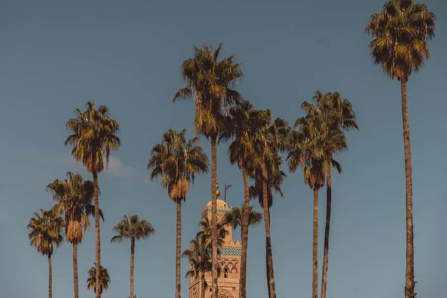 Marrakech Hidden Gems: Vintage 1h30 Sidecar Guided Tour - Palmeraie: palms, villas behind walls, and reforestation in motion