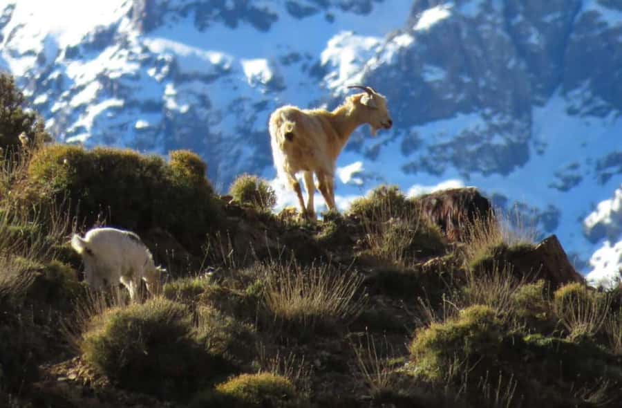 Marrakech: High Atlas Mountains Talamrout Peak Day Trek - Juniper forests to stone villages: when the air and sound change