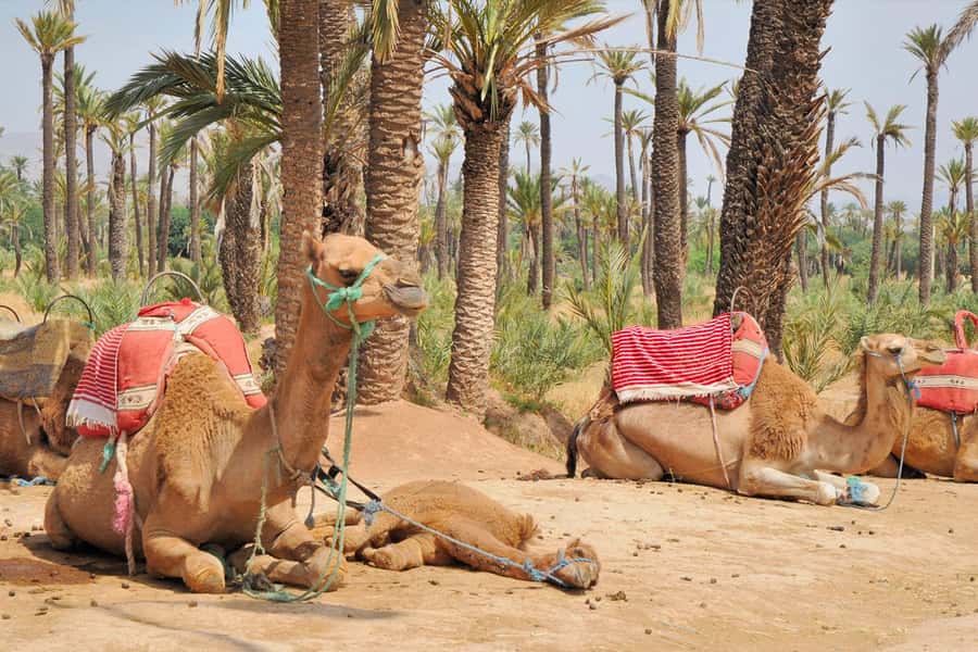 Marrakech: Majorel Garden, Camel ride in Palmerai, City trip - Majorelle Garden: the famous blue, explained without the fuss