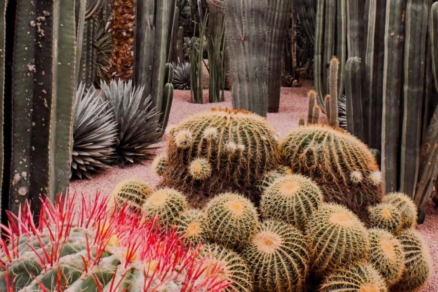 Marrakech: Majorelle Garden with a Digital Audio Guide App - Key points worth knowing before you go