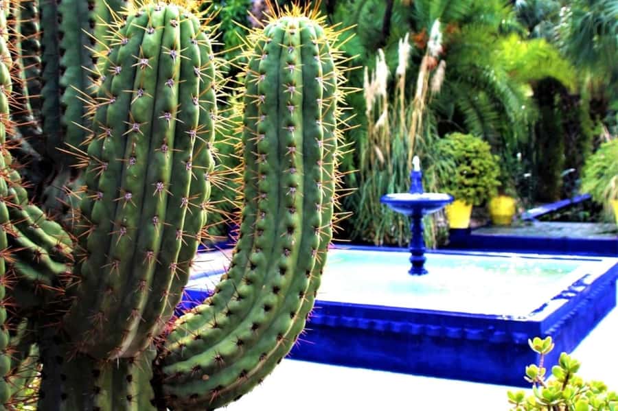Marrakech: Majorelle Garden with a Digital Audio Guide App - The cobalt blue buildings: why they’re more than a photo stop