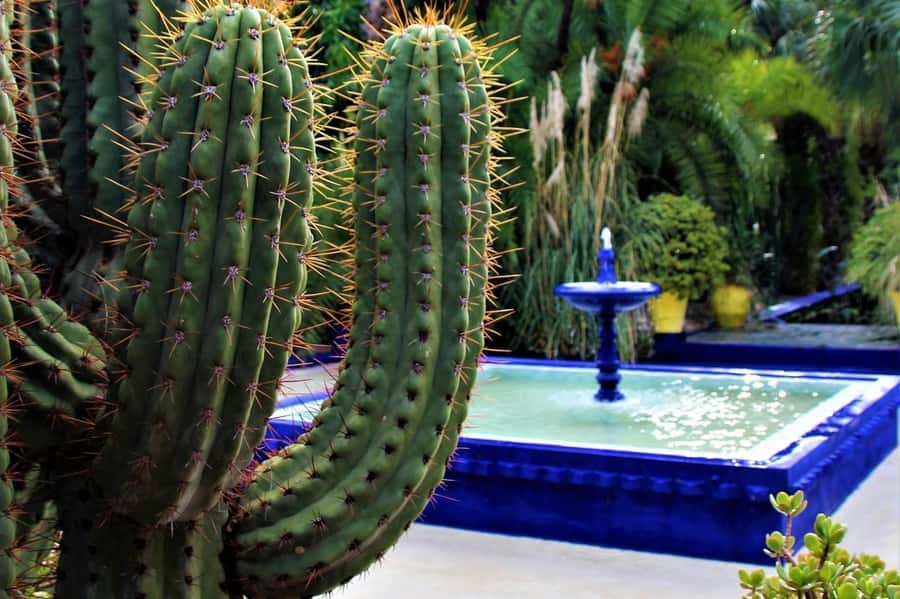 Marrakech: Majorelle Garden, YSL, and Berber Museum Entry - Jardin Majorelle: the blue garden that slows your day down