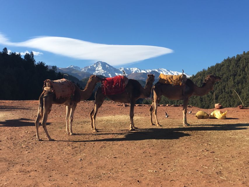 Marrakech: Ourika Valley & Atlas Mountains Half-Day Trip - Price and Value: What You’re Actually Paying For