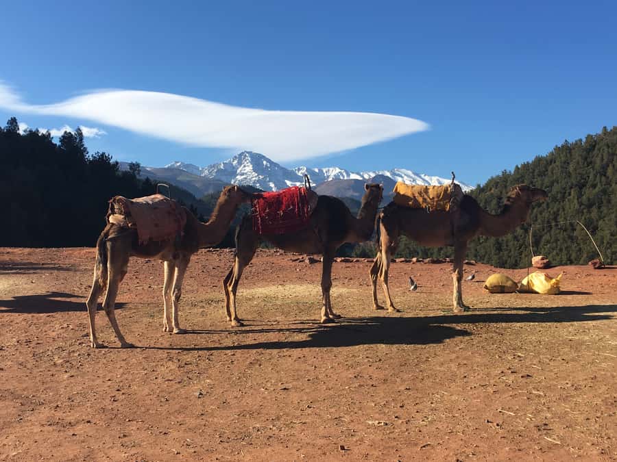 Marrakech: Ourika Valley & Atlas Mountains Half-Day Trip - What to Know Before You Go (So You Enjoy It More)