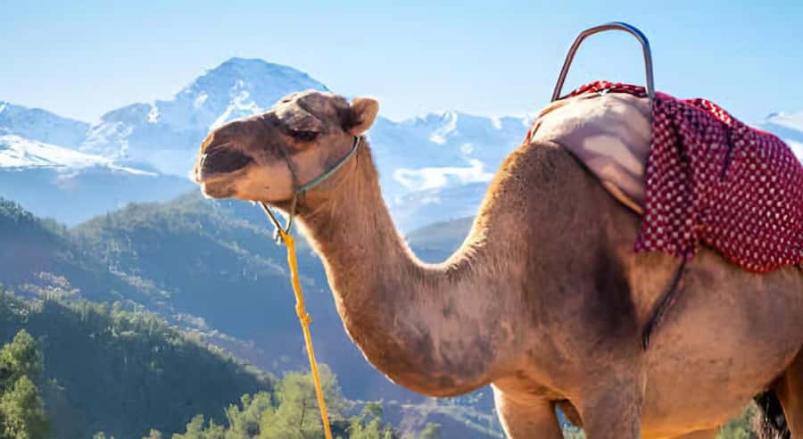 Marrakech: Ourika Valley Waterfalls Hike & Traditional Lunch - Key highlights worth clocking
