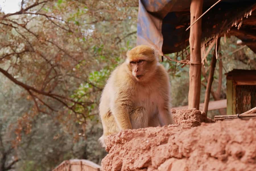 Marrakech: Ouzoud Waterfalls Day-Trip - The falls: why Ouzoud feels bigger than you expect