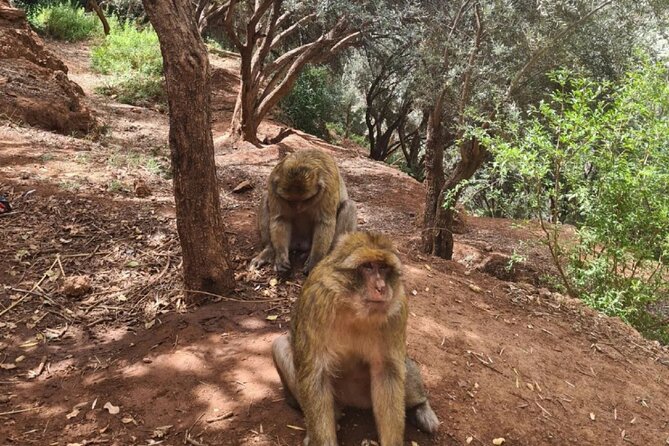 Marrakech : Ouzoud Waterfalls, Guided MountainTour & Boat Ride - The argan oil cooperative: more than a stop you rush through