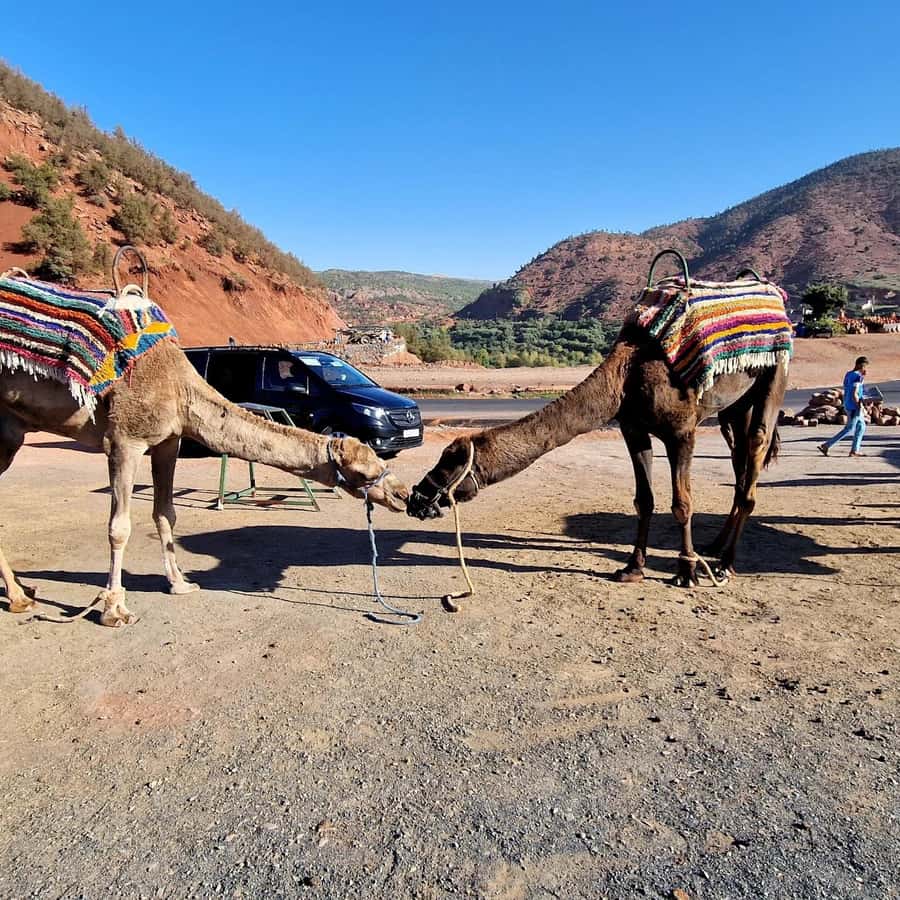 Marrakech: Ouzoud Waterfalls Trip, Guide & Boat + Lunch - Boat Ride Under the Falls (If You Choose It): Where the Mist Changes Everything