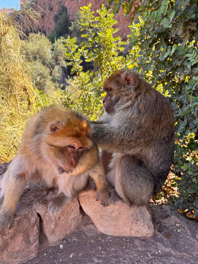 Marrakech: Ouzoud Waterfalls Trip, Guided Hike & Boat Option - Monkey Time: Fun Up Close, Real Responsibility