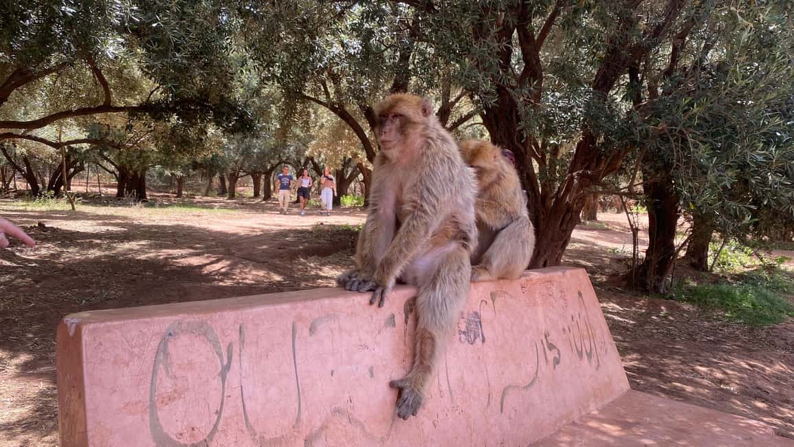 Marrakech: Ouzoud Waterfalls Trip, Guided Hike & Boat Option - Price and Value: What $14 Buys You (and What It Doesn’t)