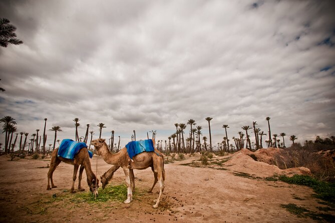 Marrakech Palm Grove Camel Ride with Tea-Break - Hotel pickup and drop-off: the easiest way out of the medina