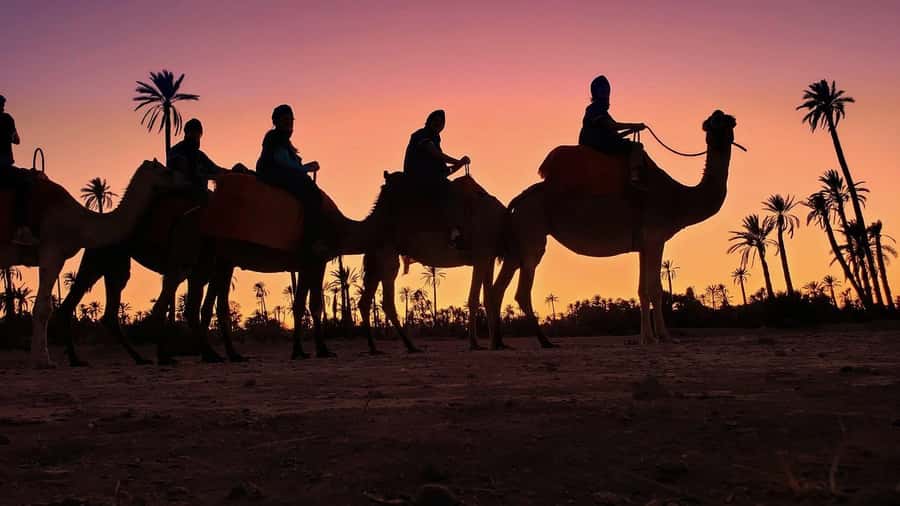 Marrakech palm grove: Sunset camel ride - Key things to notice before you go