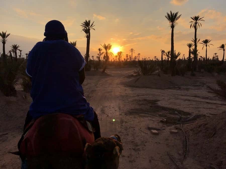 Marrakech palm grove: Sunset camel ride - A palm-grove sunset, not a desert haul
