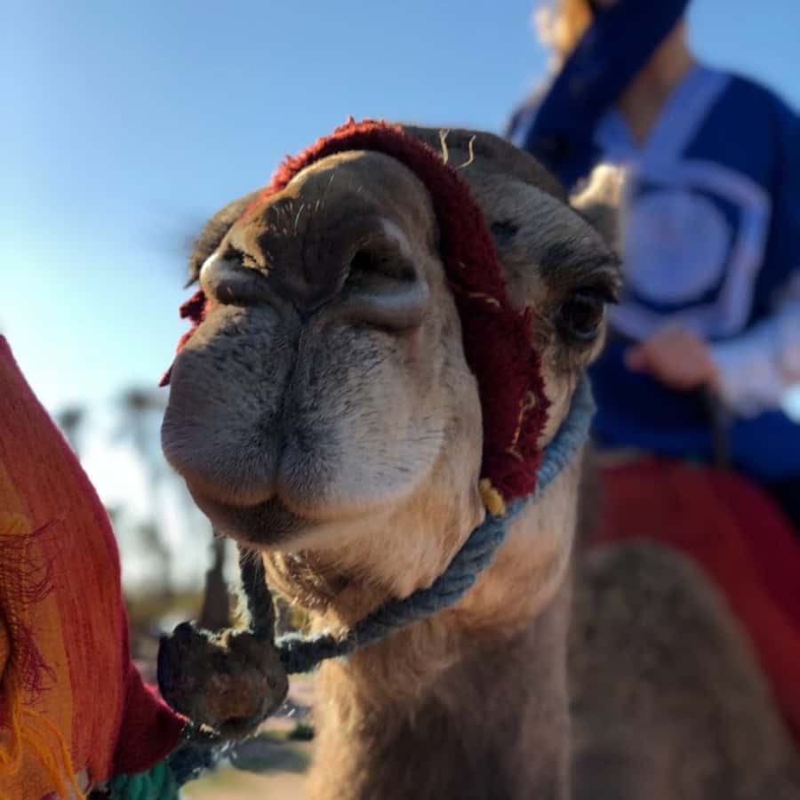 Marrakech palm grove: Sunset camel ride - Safety briefing, sheish headscarf, and the camel mount