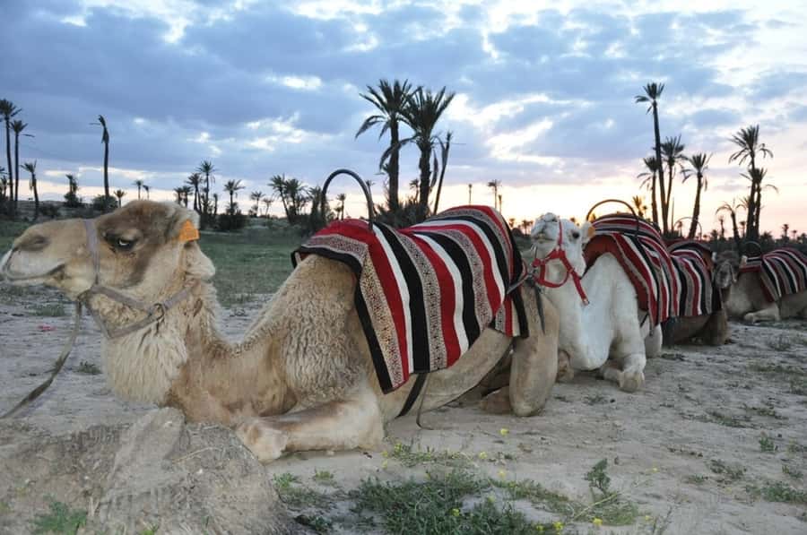 Marrakech palm grove: Sunset camel ride - 30 minutes through the palms: what the saddle feels like