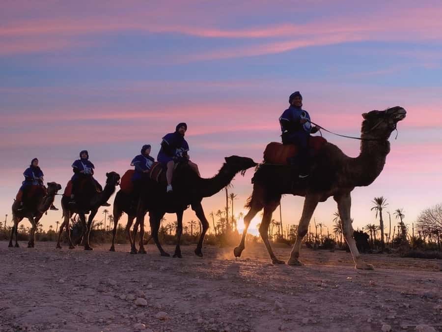 Marrakech palm grove: Sunset camel ride - Hotel pickup in Marrakech and the short drive to Palmeraie