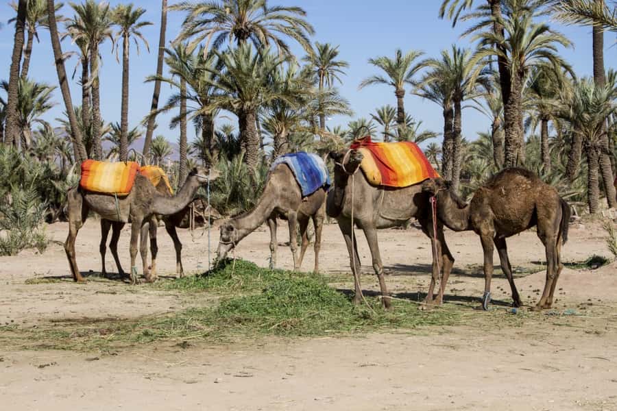 Marrakech Palmeraie 3-Hour Camel Ride - Quick take