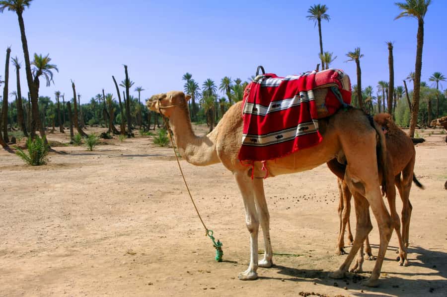 Marrakech Palmeraie 3-Hour Camel Ride - Palmeraie Camel Ride: What You’re Really Buying