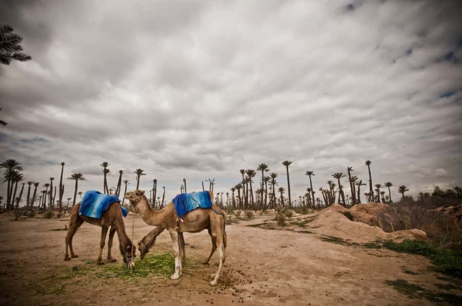 Marrakech Palmeraie 3-Hour Camel Ride - Getting There from Marrakech: Pickup and timing reality