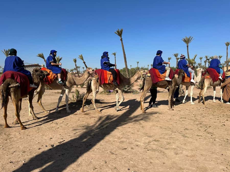 Marrakech Palmeraie Camel Ride Adventure - Key Points at a Glance