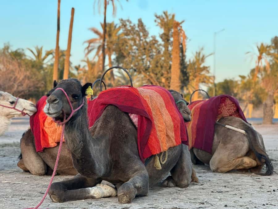 Marrakech Palmeraie Camel Ride Adventure - Comfort, Safety, and Who This Tour Suits