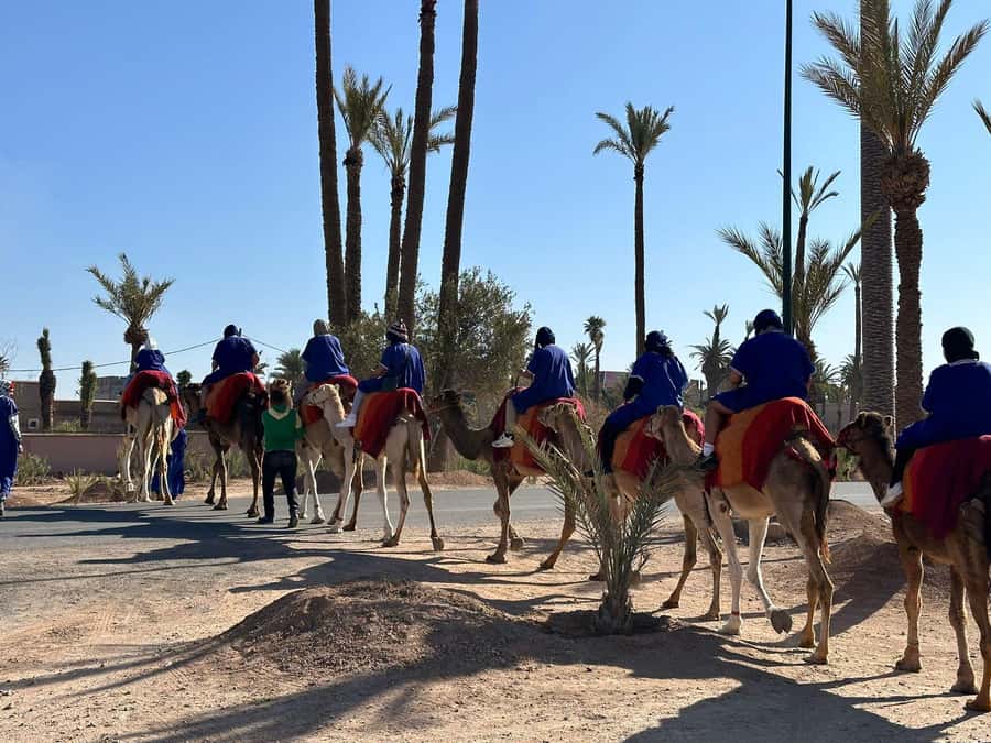 Marrakech Palmeraie Camel Ride Adventure - From Camel Prep to Saddle: What the Start Feels Like