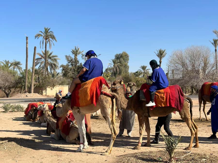 Marrakech Palmeraie Camel Ride Adventure - Price and Value: Is $26 Worth It?