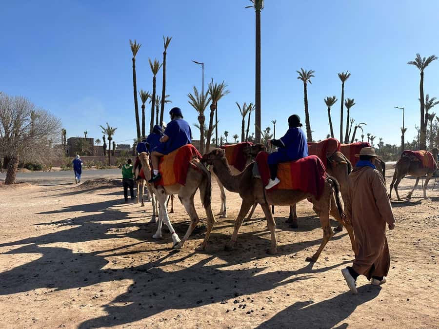 Marrakech Palmeraie Camel Ride Adventure - Getting There From Marrakech: Pickup, Van Ride, and Timing